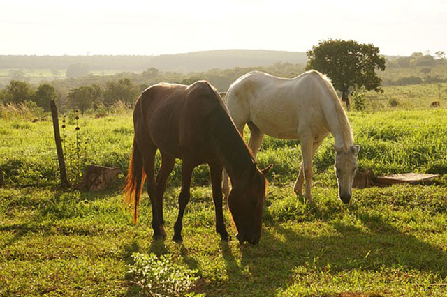 Horse Farm Insurance